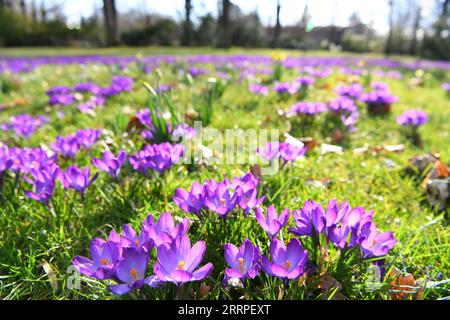 230319 -- BERLIN, March 19, 2023 -- Flowers are seen at Britzer Garten in Berlin, Germany, on March 18, 2023.  GERMANY-BERLIN-SPRING RenxPengfei PUBLICATIONxNOTxINxCHN Stock Photo