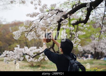 230321 -- TOKYO, March 21, 2023 -- A visitor takes photos of cherry blossoms on the day of the spring equinox at Yoyogi Park in Tokyo, Japan, March 21, 2023.  JAPAN-TOKYO-SPRING EQUINOX-LEISURE ZhangxXiaoyu PUBLICATIONxNOTxINxCHN Stock Photo