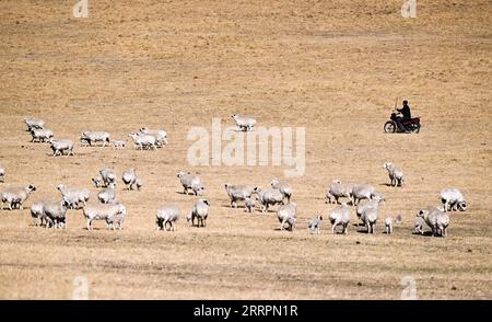 230403 -- XILINGOL LEAGUE, April 3, 2023 -- Herdsman Tsogdelger herds sheep in the pasture to make sure each lamb can find its mother for eating enough milk in West Ujimqin Banner of Xilingol League, north China s Inner Mongolia Autonomous Region, March 29, 2023. In spring, the busiest season of the year, Tsogdelger, a herdsman of the Mongolian ethnic group, and his family need to assist with lambing and feed livestock every day. More than 280 lambs have been born in his farm since March 18. From the beginning of this year until March 30, a total of 581,300 offspring were born in West Ujimqin Stock Photo