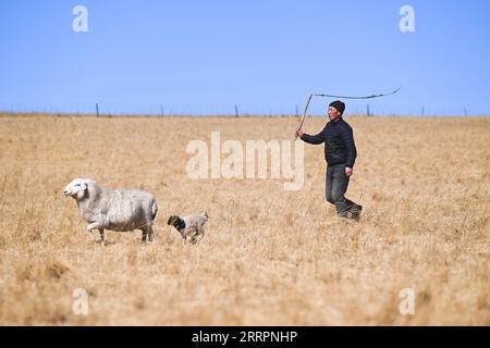 230403 -- XILINGOL LEAGUE, April 3, 2023 -- Herdsman Tsogdelger herds sheep in the pasture to make sure each lamb can find its mother for enough milk in West Ujimqin Banner of Xilingol League, north China s Inner Mongolia Autonomous Region, March 29, 2023. In spring, the busiest season of the year, Tsogdelger, a herdsman of the Mongolian ethnic group, and his family need to assist with lambing and feed livestock every day. More than 280 lambs have been born in his farm since March 18. From the beginning of this year until March 30, a total of 581,300 offspring were born in West Ujimqin Banner, Stock Photo