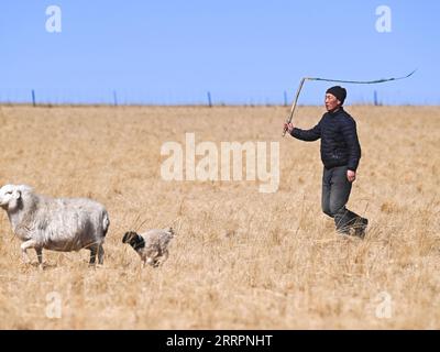 230403 -- XILINGOL LEAGUE, April 3, 2023 -- Herdsman Tsogdelger herds sheep in the pasture to make sure each lamb can find its mother for enough milk in West Ujimqin Banner of Xilingol League, north China s Inner Mongolia Autonomous Region, March 29, 2023. In spring, the busiest season of the year, Tsogdelger, a herdsman of the Mongolian ethnic group, and his family need to assist with lambing and feed livestock every day. More than 280 lambs have been born in his farm since March 18. From the beginning of this year until March 30, a total of 581,300 offspring were born in West Ujimqin Banner, Stock Photo