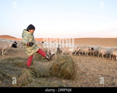 230403 -- XILINGOL LEAGUE, April 3, 2023 -- Herdsman Tsogdelger s daughter kicks the haystack to make it easier for the sheep to feed in the pasture in West Ujimqin Banner of Xilingol League, north China s Inner Mongolia Autonomous Region, March 29, 2023. In spring, the busiest season of the year, Tsogdelger, a herdsman of the Mongolian ethnic group, and his family need to assist with lambing and feed livestock every day. More than 280 lambs have been born in his farm since March 18. From the beginning of this year until March 30, a total of 581,300 offspring were born in West Ujimqin Banner, Stock Photo