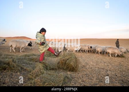 230403 -- XILINGOL LEAGUE, April 3, 2023 -- Herdsman Tsogdelger s daughter kicks the haystack to make it easier for the sheep to feed in the pasture in West Ujimqin Banner of Xilingol League, north China s Inner Mongolia Autonomous Region, March 29, 2023. In spring, the busiest season of the year, Tsogdelger, a herdsman of the Mongolian ethnic group, and his family need to assist with lambing and feed livestock every day. More than 280 lambs have been born in his farm since March 18. From the beginning of this year until March 30, a total of 581,300 offspring were born in West Ujimqin Banner, Stock Photo