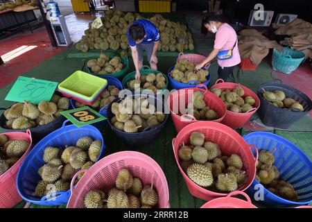 230423 -- BANGKOK, April 23, 2023 -- Workers pile durians in Bangkok, Thailand, April 23, 2023. Local durian farmers welcome a bumper harvest in Thailand.  THAILAND-BANGKOK-DURIANS-HARVEST RachenxSageamsak PUBLICATIONxNOTxINxCHN Stock Photo