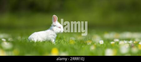 Funny little white rabbit on spring green grass with flowers. Farm concept Stock Photo