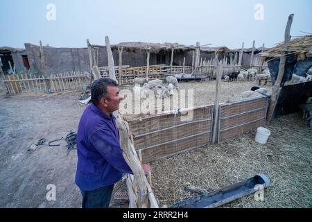 230427 -- YULI, April 27, 2023 -- Arkin Reyim cares for his sheep after completing his farm work in the Bax Mali Village of Yuli County, northwest China s Xinjiang Uygur Autonomous Region, April 21, 2023. Arkin Reyim is a 51-year-old cotton farmer with more than 300 mu 20 hectares of cotton fields in the Bax Mali Village of Yuli County in Xinjiang. Arkin s courage and unique vision has prompted him to start growing cotton in 2004 when he got married with his wife Hasiyat Kasim. Since then, Arkin has devoted himself into the cultivation of cotton for over 10 years, thus making him an experience Stock Photo