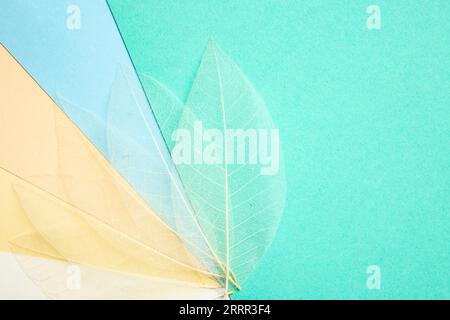 White skeleton leaves on multi colored paper sheets, close up Stock Photo