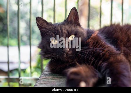 Close up of a black cat with long fur, sunbathing outside with fence grates behind Stock Photo