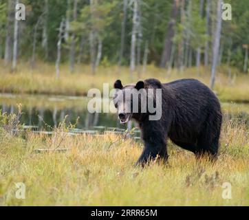 Black Bear approaching Stock Photo
