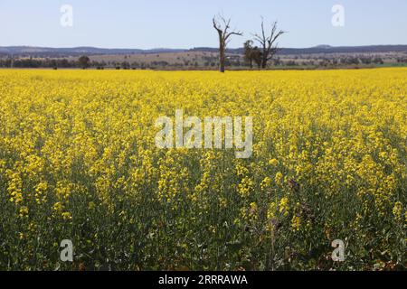 Canola fields next to the Golden Highway (B84) just to the east of the village of Dunedoo, New South Wales, Australia Stock Photo