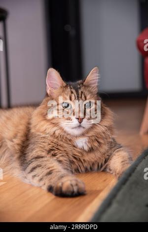 Ginger cat lying on the wooden floor in a living room. The fat cat is resting. Sweet fluffy kitten at home. Close-up . Stock Photo