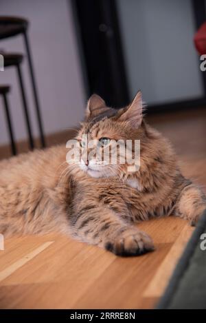 Ginger cat lying on the wooden floor in a living room. The fat cat is resting. Sweet fluffy kitten at home. Close-up . Stock Photo