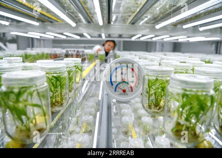 230525 -- GUIYANG, May 25, 2023 -- A worker checks the growth condition of seedlings at a seedling greenhouse in Kaiyang County of Guiyang, southwest China s Guizhou Province, May 23, 2023. In recent years, relying on the development of big data, Guizhou Province has accelerated the promotion and application of new models of smart agriculture, so as to improve agricultural production efficiency.  CHINA-GUIZHOU-AGRICULTURE-BIG DATA CN YangxWenbin PUBLICATIONxNOTxINxCHN Stock Photo