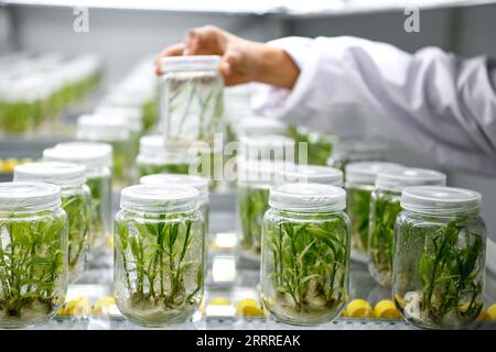 230525 -- GUIYANG, May 25, 2023 -- A worker checks the growth condition of seedlings at a seedling greenhouse in Kaiyang County of Guiyang, southwest China s Guizhou Province, May 23, 2023. In recent years, relying on the development of big data, Guizhou Province has accelerated the promotion and application of new models of smart agriculture, so as to improve agricultural production efficiency.  CHINA-GUIZHOU-AGRICULTURE-BIG DATA CN YangxWenbin PUBLICATIONxNOTxINxCHN Stock Photo