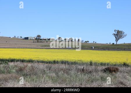 Canola fields next to the Golden Highway (B84) just to the east of the village of Dunedoo. Stock Photo