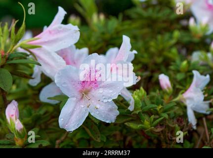 George Taber Azalea Stock Photo