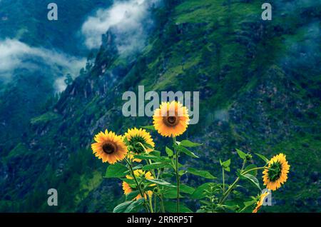Sunflowers in the mountains. Sunflowers bloom in a Himalayan mountain garden near Joshimath Chamoli, the Indian state of Uttarakhand, India. Stock Photo