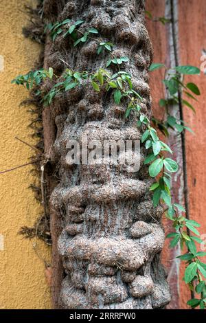 Trunk root system growing on the wall - close up of strange trunk root on the wall Stock Photo