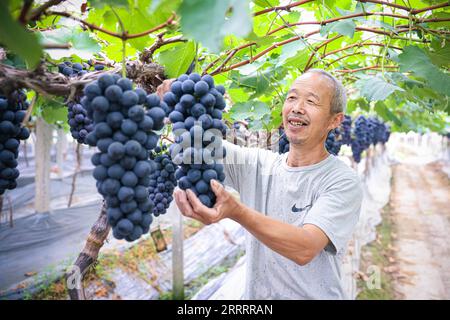 230612 -- HANGZHOU, June 12, 2023 -- A farmer picks grapes in a greenhouse in Jiangbei District of Ningbo, east China s Zhejiang Province, June 8, 2023. In June 2003, Zhejiang launched the Green Rural Revival Program, which plans to renovate about 10,000 incorporated villages and transform about 1,000 central villages among them into examples of moderate prosperity in all respects. Thanks to the program, the image of the countryside has been comprehensively lifted in Zhejiang Province. A total of 2,170 featured villages and over 3 million beautiful rural courtyards have been built.  CHINA-ZHEJ Stock Photo