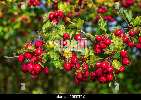 Hawthorn berries Stock Photo