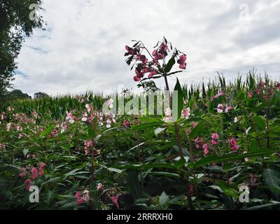 Impatiens glandulifera (Himalayan balsam) in late spring Stock Photo