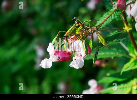 Impatiens glandulifera, known commonly as Himalayan balsam, jewelweed, Springkraut, etc., growing wild in northwestern Germany. Stock Photo