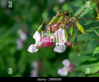 A honeybee works in Impatiens glandulifera, known commonly as Himalayan balsam, jewelweed, Springkraut, etc., growing wild in northwestern Germany. Stock Photo