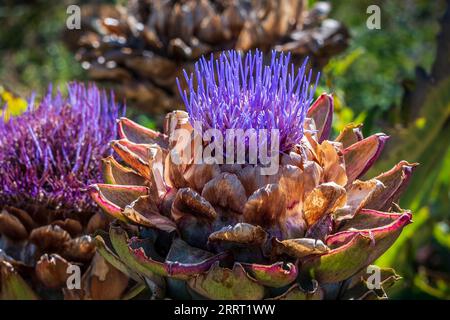 The globe artichoke or French artichoke a variety of cultivated thistle. Artichoke flowerhead. Stock Photo
