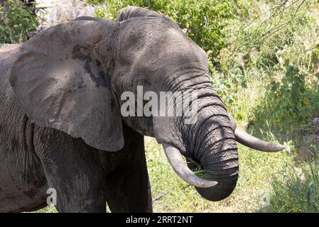 An Elephant bull grazes along the banks of the Great Ruaha River. Though bulls wander over huge areas they have a core place they spend a lot of time. Stock Photo