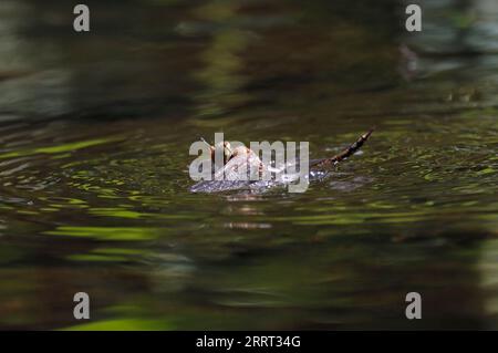 DRAGONFLY trapped in surface water, UK. Stock Photo