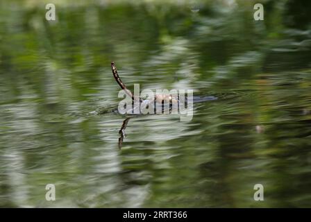 DRAGONFLY trapped in surface water, UK. Stock Photo