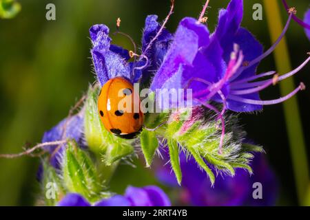 Ladybug sitting on the blue flower. Coccinella septempunctata. seven-spot ladybird. Stock Photo