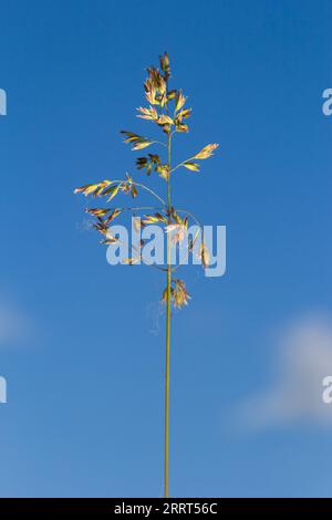 Poa angustifolia, Poa annua, Annual bluegrass, Poa pratensis, commonly known as Kentucky bluegrass, blue grass, meadow grass. Stock Photo