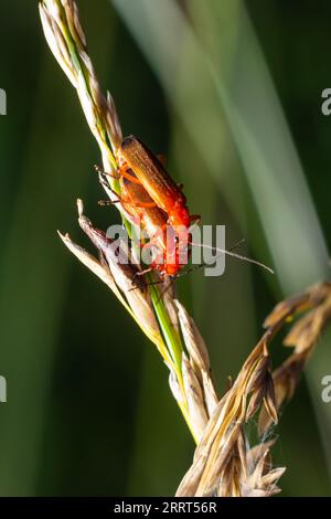 Rhagonycha fulva, the common red soldier beetle on a leaf of grass. Macro shot, beautiful blurred background. Stock Photo