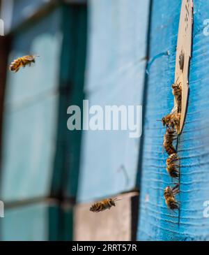 swarm of honey bees flying around beehive. Bees returning from collecting honey fly back to the hive. Honey bees on home apiary, apiculture concept. Stock Photo