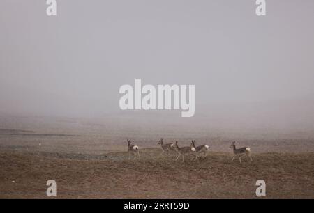 230630 -- GOLMUD, June 30, 2023 -- Tibetan gazelles forage near the Qumar River at the source region of the Yangtze River, China s longest river, in northwest China s Qinghai Province, June 16, 2023. The 6,300-kilometer Yangtze River, the longest river in China and the third longest in the world, has three sources, namely the Tuotuo River, the Damqu River in the south and the Qumar River in the north. Located in the hinterland of the Qinghai-Tibet Plateau between the Kunlun Mountains and the Tanggula Mountains, the Yangtze River source region, with an average elevation of more than 4,500 meter Stock Photo