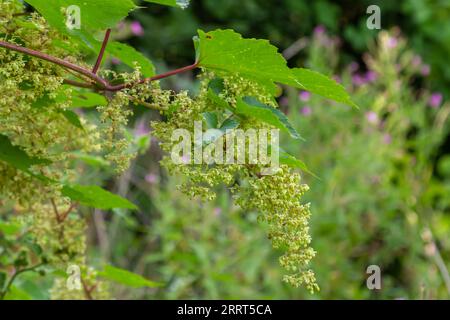 male flowers of common hop, blossom on a summer day. Stock Photo
