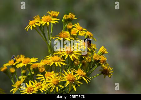 yellow flowering plants of Ragwort, Jacobaea vulgaris early morning on sunny day with blue sky in summer season close up. Stock Photo