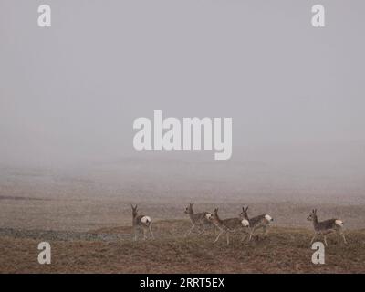 230630 -- GOLMUD, June 30, 2023 -- Tibetan gazelles forage near the Qumar River at the source region of the Yangtze River, China s longest river, in northwest China s Qinghai Province, June 16, 2023. The 6,300-kilometer Yangtze River, the longest river in China and the third longest in the world, has three sources, namely the Tuotuo River, the Damqu River in the south and the Qumar River in the north. Located in the hinterland of the Qinghai-Tibet Plateau between the Kunlun Mountains and the Tanggula Mountains, the Yangtze River source region, with an average elevation of more than 4,500 meter Stock Photo