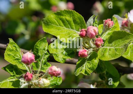Fresh pink and white blossom flower buds of the Discovery Apple tree, Malus domestica, blooming in springtime. Stock Photo