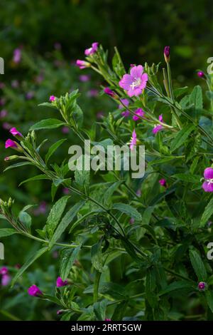 willow-herb epilobium hirsutum during flowering. Medicinal plant with red flowers. Stock Photo