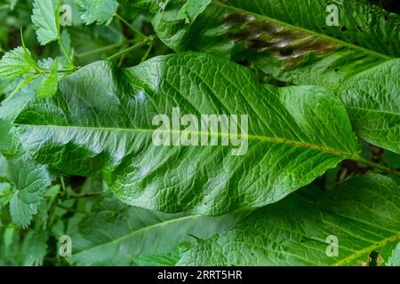 Rumex obtusifolius, commonly known as bitter dock. Stock Photo