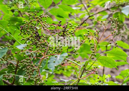 Growing elderberry unripe fruits after rain in the garden. Stock Photo