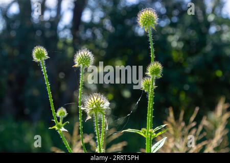 Dipsacus pilosus, Small Teasel. Wild plant shot in summer. Stock Photo