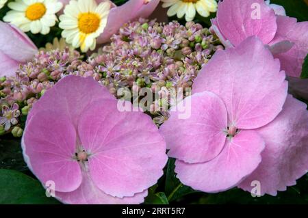 Sydney Australia, close-up of pink flowers and buds of a hydrangea macrophylla Stock Photo
