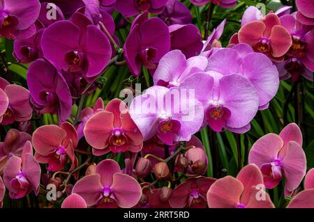 Sydney Australia, flowering pink and purple moth orchids Stock Photo