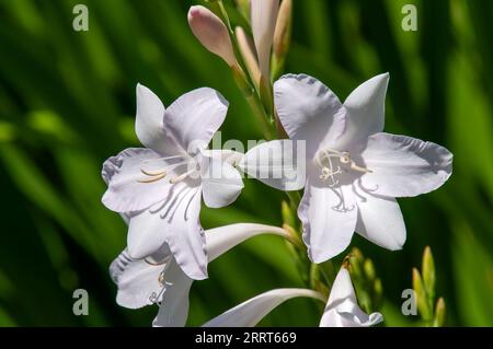 Sydney Australia, whitish flowers of a cape bugle lily Stock Photo