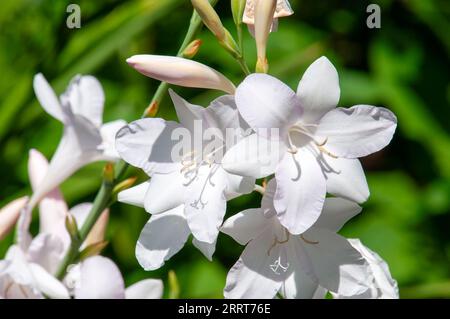 Sydney Australia, close-up whitish flowers of a cape bugle lily Stock Photo