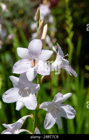 Sydney Australia, bee on whitish flowers of a cape bugle lily Stock Photo