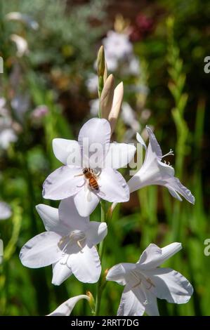 Sydney Australia, bee on whitish flowers of a cape bugle lily Stock Photo